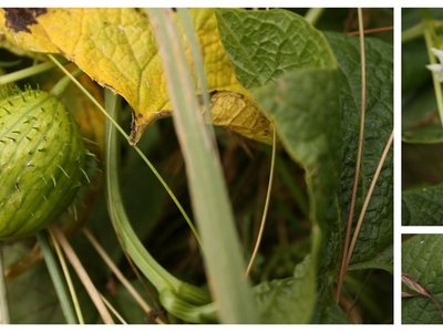 Wild Loofah