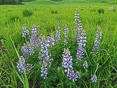 Wild lupine