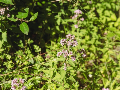 Wild Marjoram