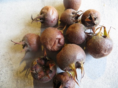Wild Medlar