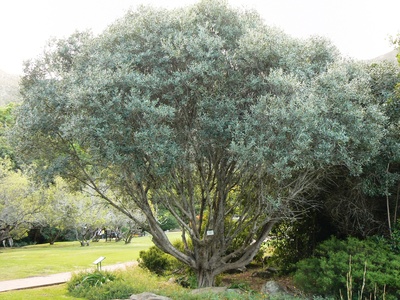 Wild Olive