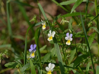 Wild Pansy
