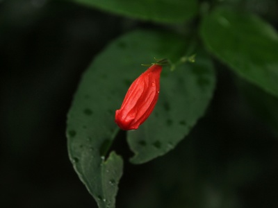Wild petunia