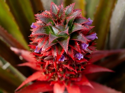 Wild Pineapple