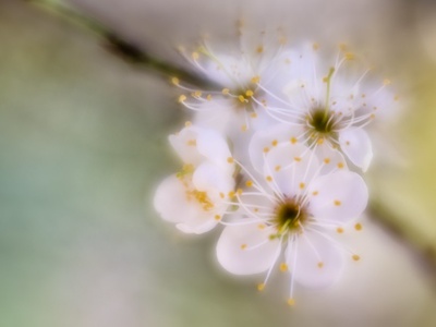 Wild Plum
