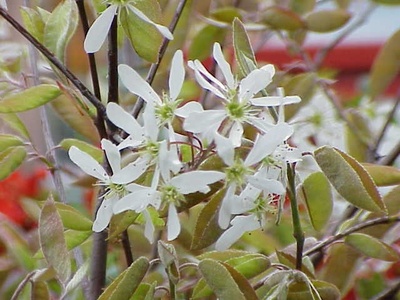 Wild Plum