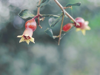 Wild Pomegranate