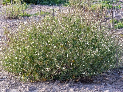 Wild Radish