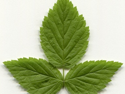 Wild Raspberry