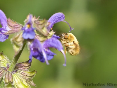 Wild Sage