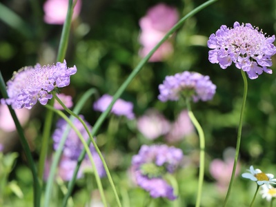 Wild Scabious