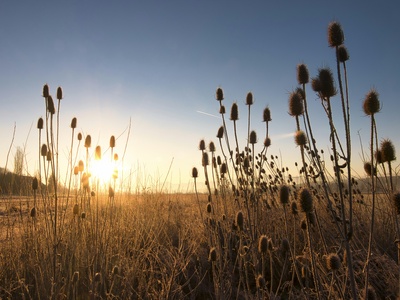Wild Teasel