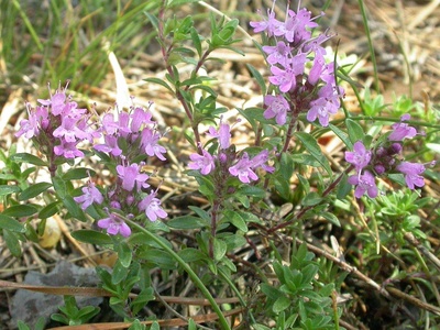 Wild thyme