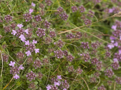 Wild Thyme
