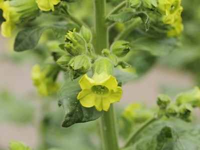 Wild Tobacco