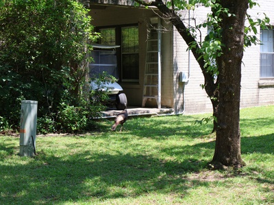 Wild turkey