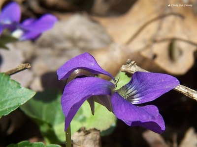 Wild violet