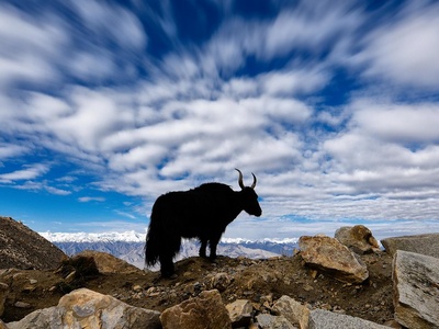 Wild yak