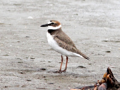 Wilson's Plover