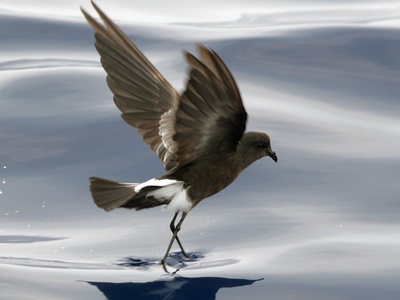 Wilson's Storm Petrel
