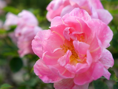 Windflower