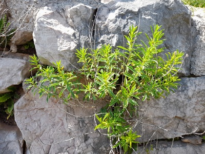Winter Savory