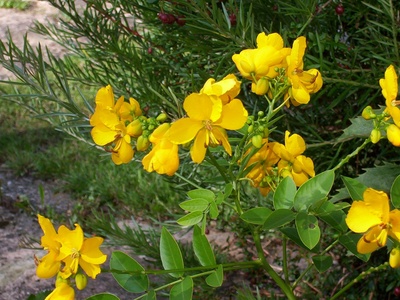 Winter Senna