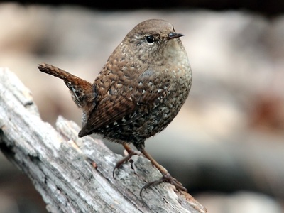 Winter Wren