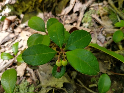 Wintergreen