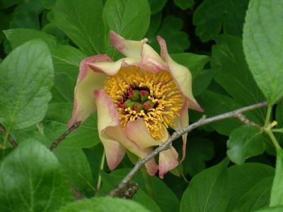 Wittmann's Peony