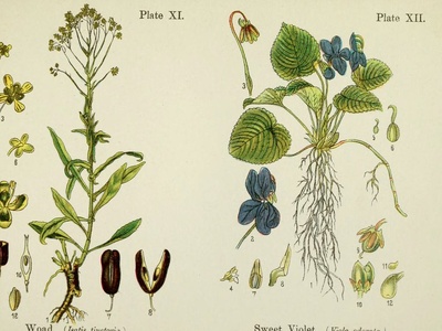 Woad