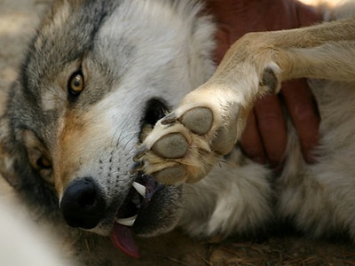 Wolf