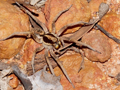 Wolf Spider