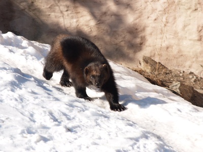 Wolverine
