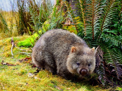 Wombat