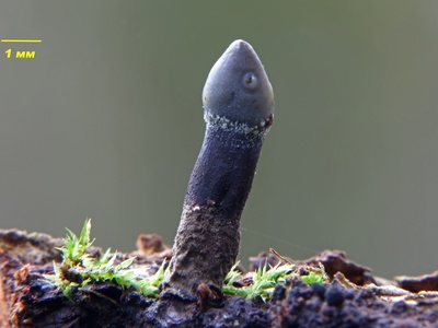 Wood-decay ascomycetes