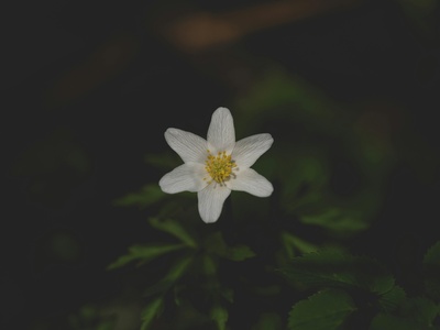 Wood anemone
