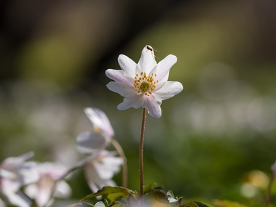 Wood anemone