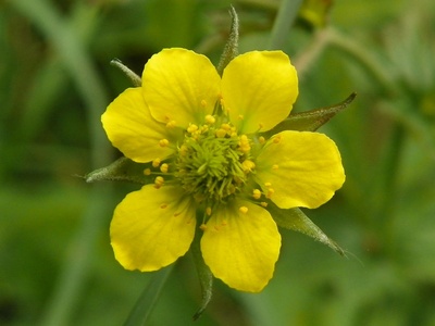 Wood Avens