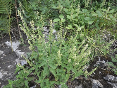 Wood Sage