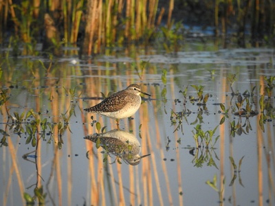 Wood Sandpiper