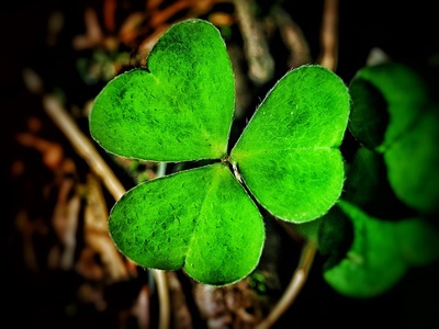 Wood sorrel