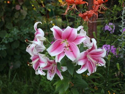 Woodland phlox
