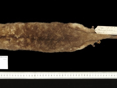Woodlark Cuscus