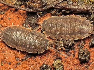 Woodlice