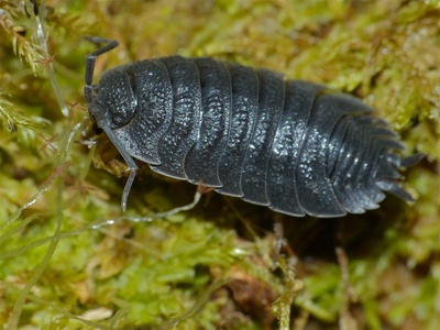 Woodlouse