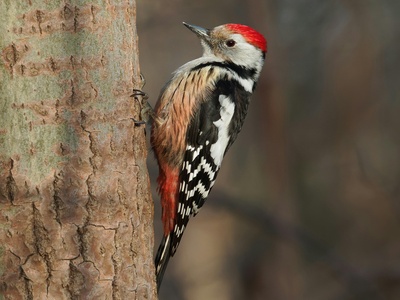 Woodpecker