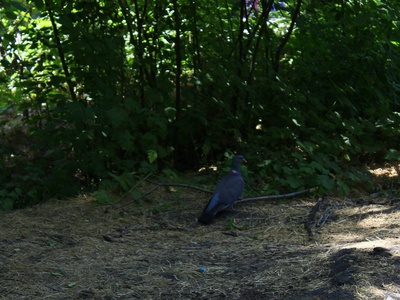 Woodpigeon
