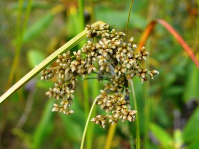 Woolgrass