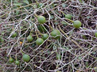 Woolly Caper-bush